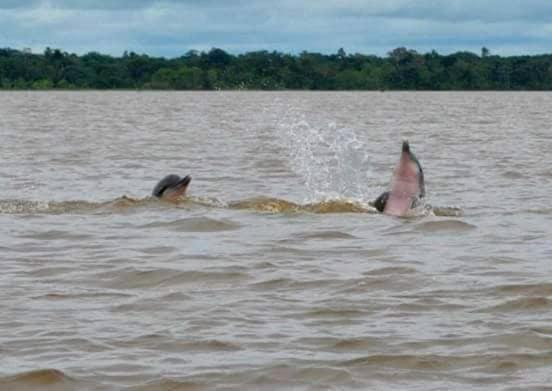 A&T Amazon Backpacker'S Bed and Breakfast Iquitos Exteriör bild